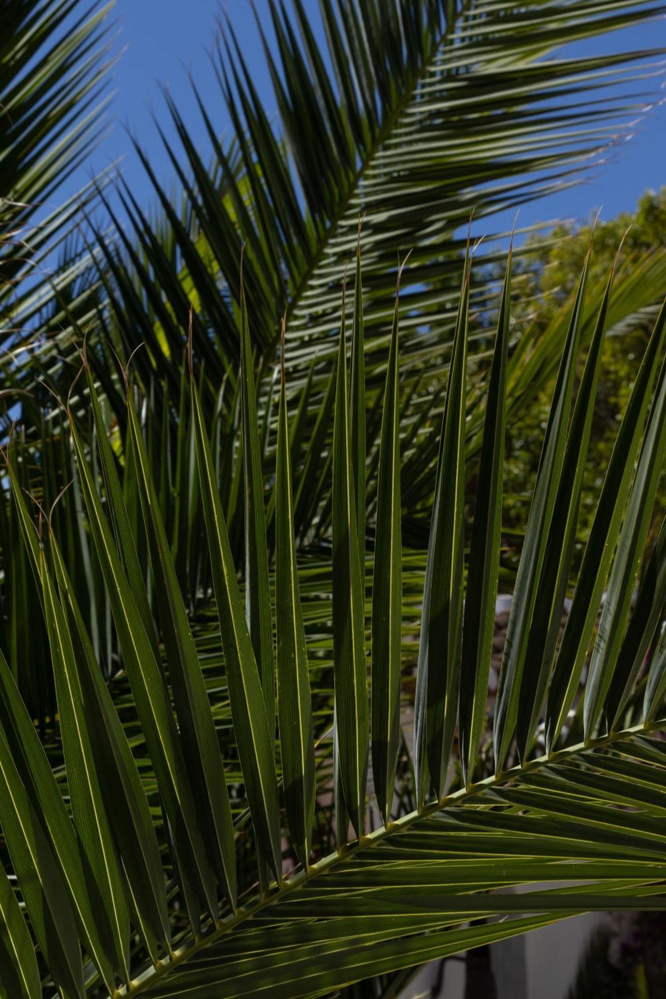 La Casa Del Burro Bed and Breakfast Nerja Buitenkant foto