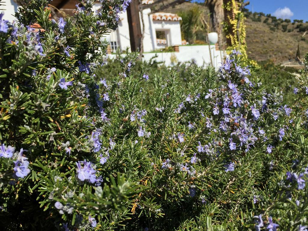 La Casa Del Burro Bed and Breakfast Nerja Buitenkant foto