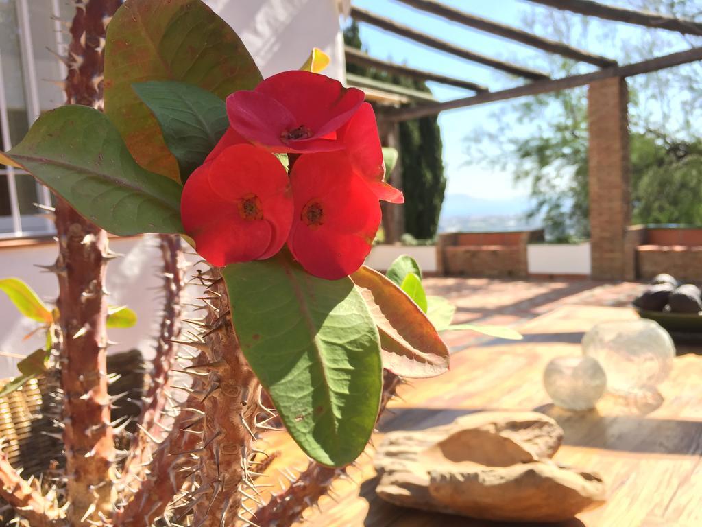 La Casa Del Burro Bed and Breakfast Nerja Buitenkant foto
